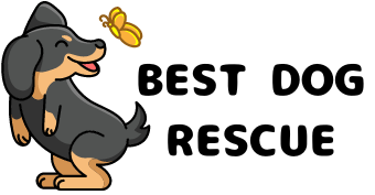 Best Dog Rescue 