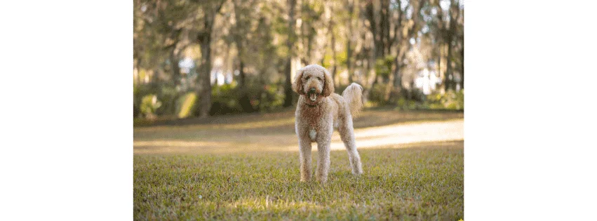 Big Dog Ranch Rescue Florida