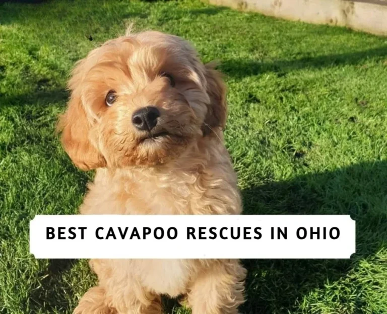 Best Cavapoo Rescues in Ohio!