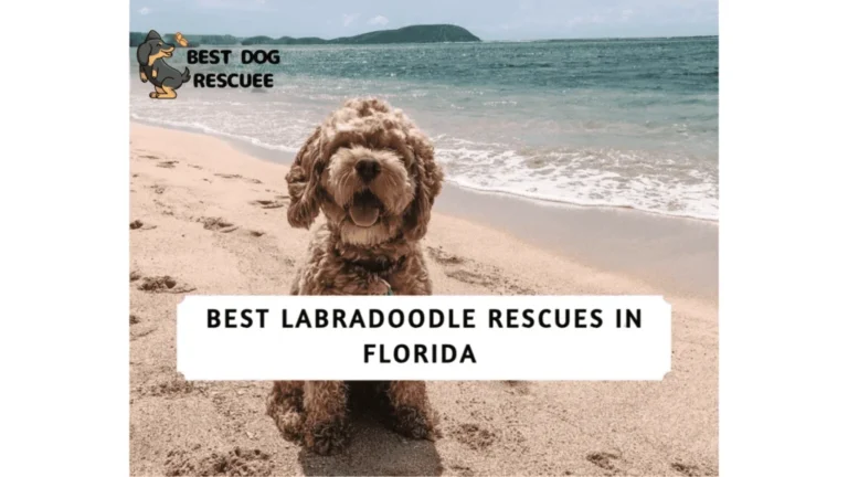 Best Labradoodle Rescues in Florida!