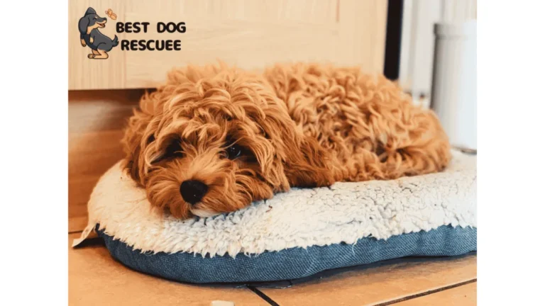 Best Cavapoo Rescues in Florida!