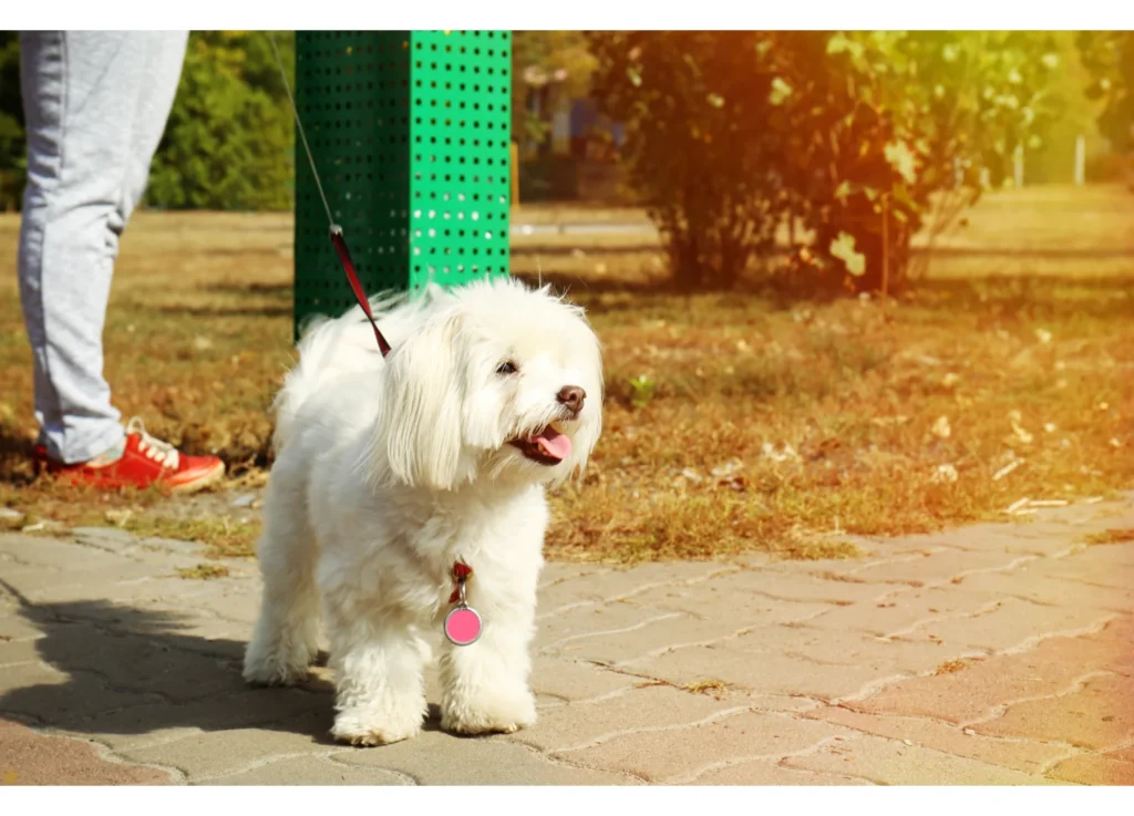 Best Maltipoo Rescues In UK!