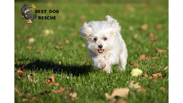 Best Maltese Rescues in Massachusetts!