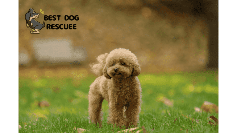 Best Maltipoo Rescues In UK!