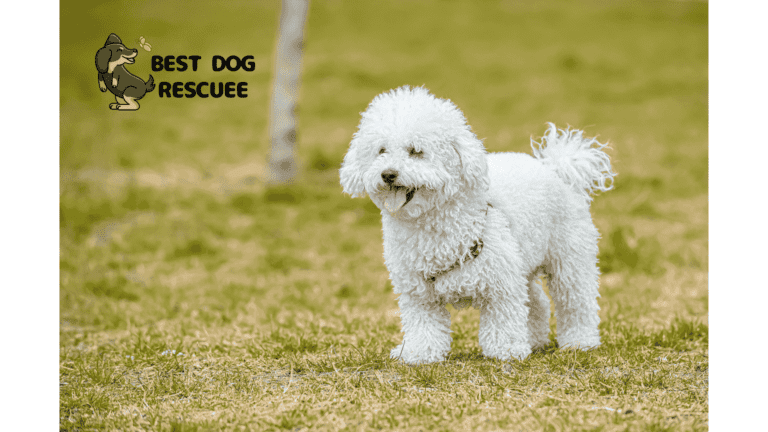 Best Poodle Rescues in Michigan!