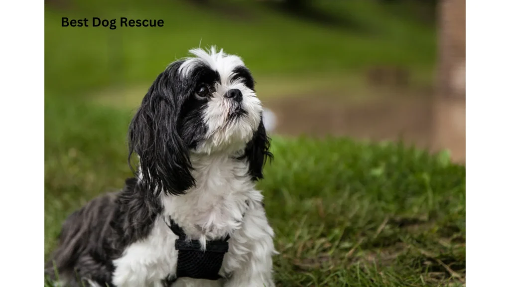 Best Maltese Rescues in California