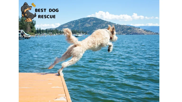 Best Goldendoodle Rescues in Massachusetts!