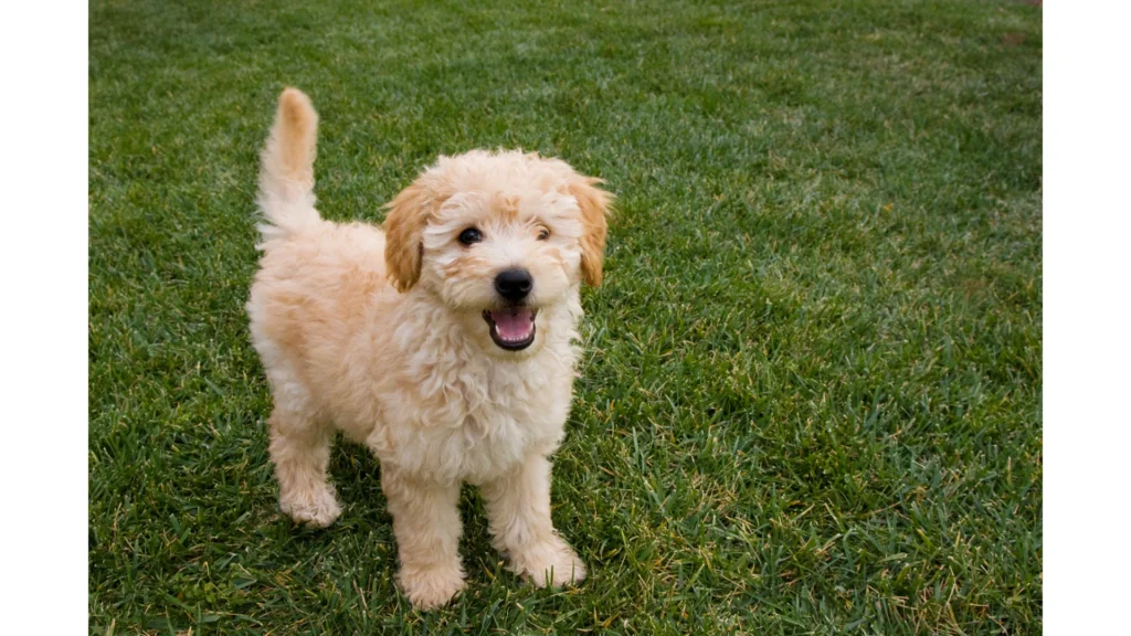 Best Goldendoodle Rescues in Massachusetts