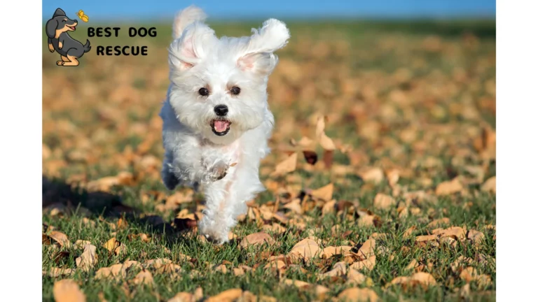 Best Maltese Rescues in California