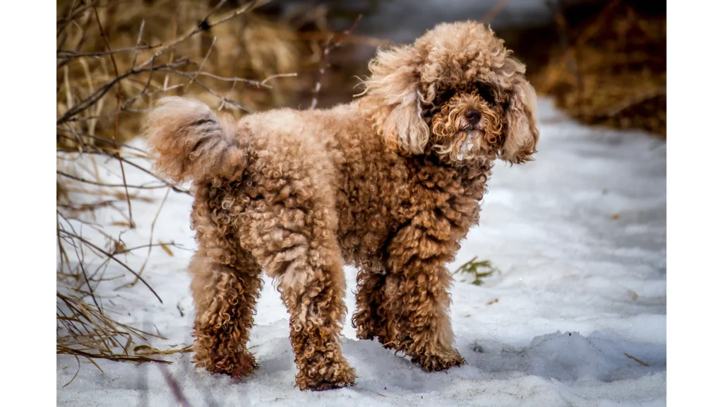 Best Poodle Rescues in Connecticut!