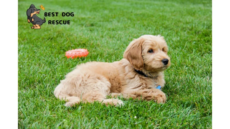 Best Goldendoodle Rescues in U.K!