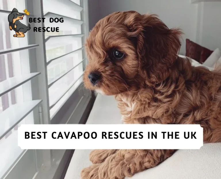 Best Cavapoo Rescues in the UK!