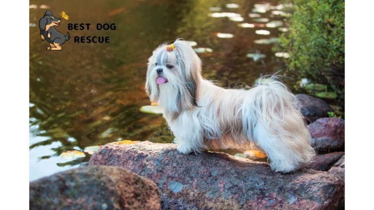 Best Shih Tzu Rescues in UK!