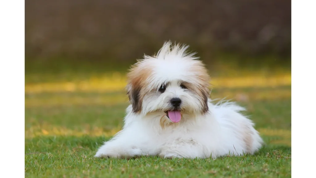 Southern Shih Tzu Rescue