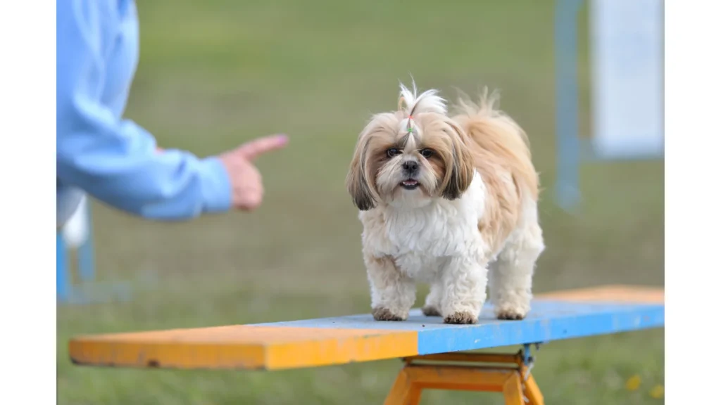 Best Shih Tzu Rescues in UK!