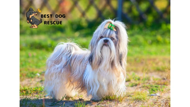 Best Shih Tzu Rescues In Ohio!