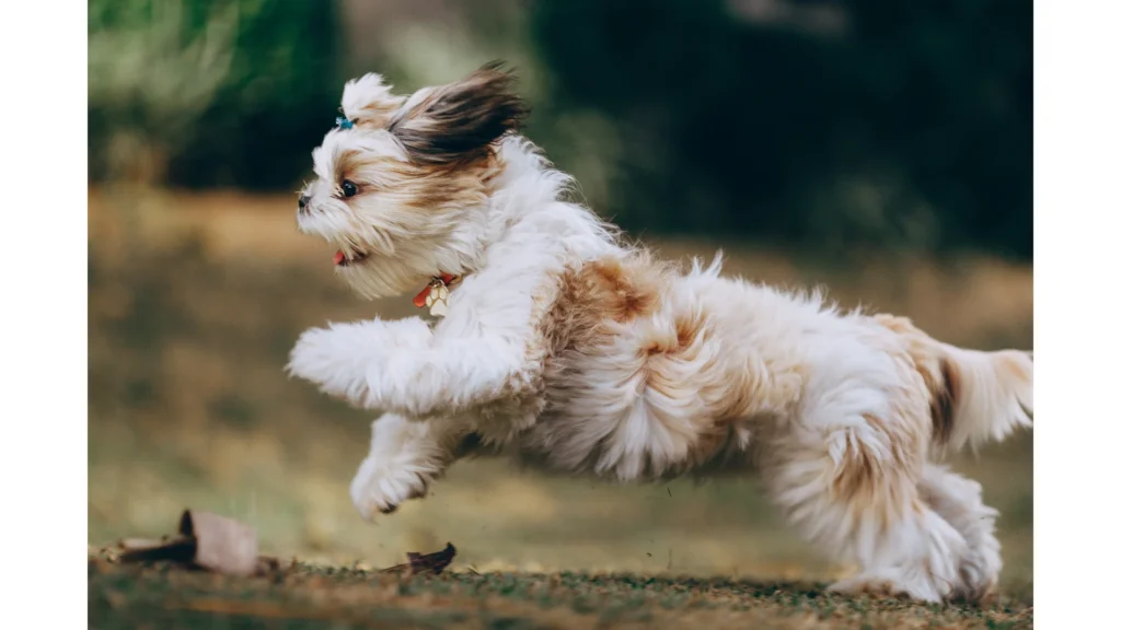 Best Shih Tzu Rescues In Ohio!