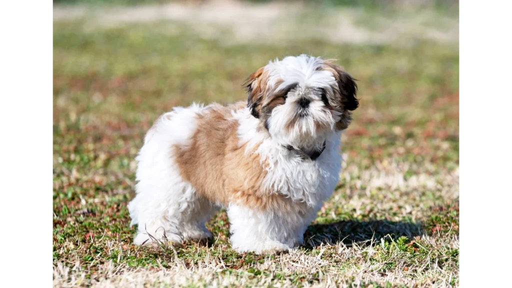 Best Shih Tzu Rescues In Florida!